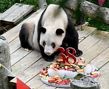 В Китае скончалась самая старая панда в мире