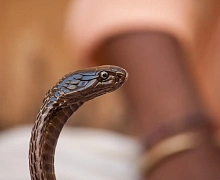Ядовитая змея пробралась на территорию школы в Иркутске